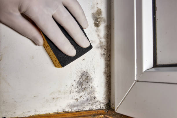 North Lindenhurst, NY Mold Removal Company